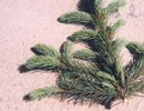 Blaufichte (Picea pungens glauca)