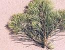 Blaue Coloradotanne (Abies concolor glauca)