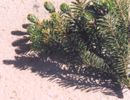 Koreatanne (Abies koreana)