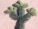 Korktanne (Abies lasiocarpa var. arizonica)
