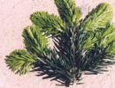 Nordmanntanne (Abies nordmanniana)