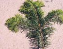Riesentanne / Küstentanne (Abies grandis)