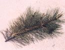 Schwarzkiefer (Pinus nigra austriaca)