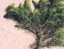 Serbische Fichte (Picea omorika)